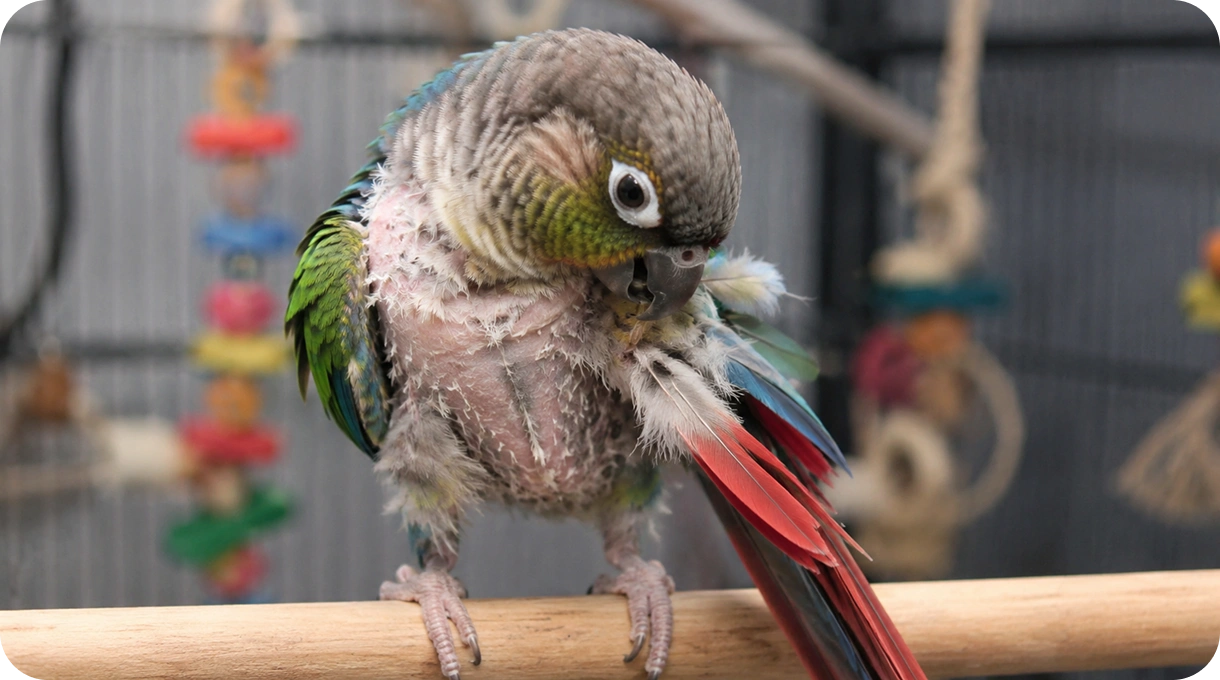 Feather Destructive Behaviour 